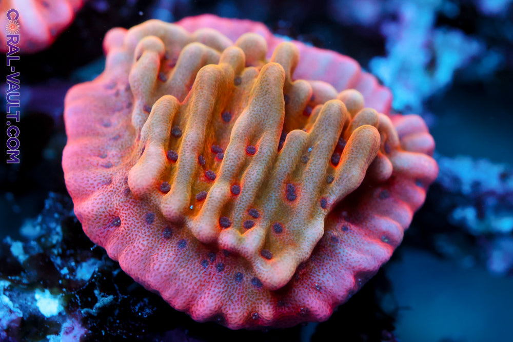 Slow Burn Montipora