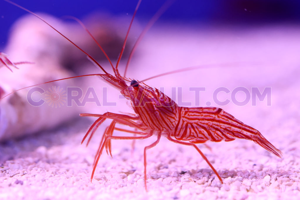 Peppermint Shrimp (3 Pack)