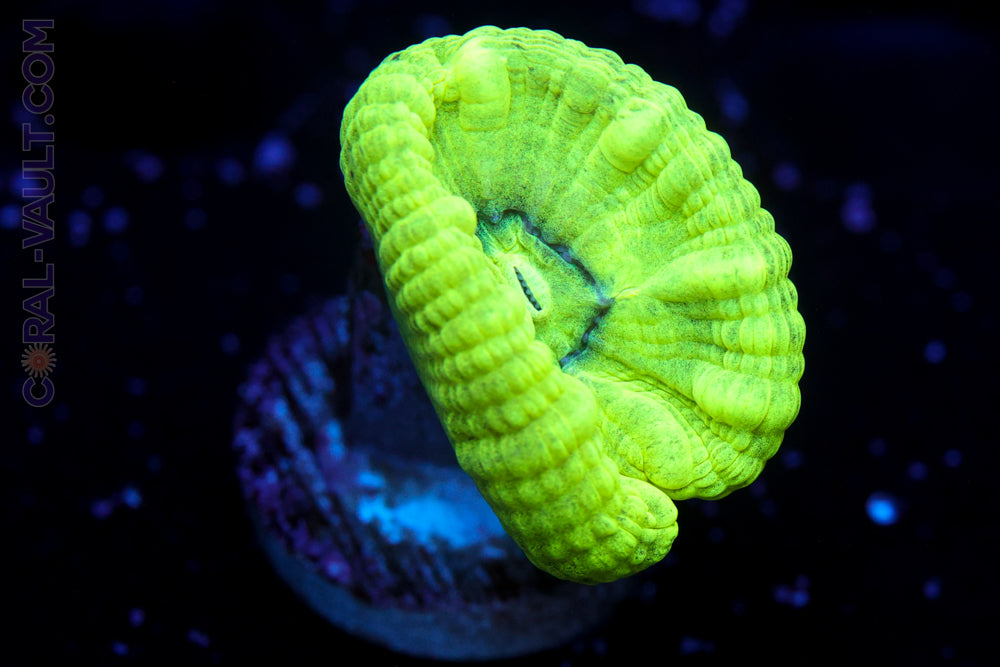 Toxic Trumpet Coral