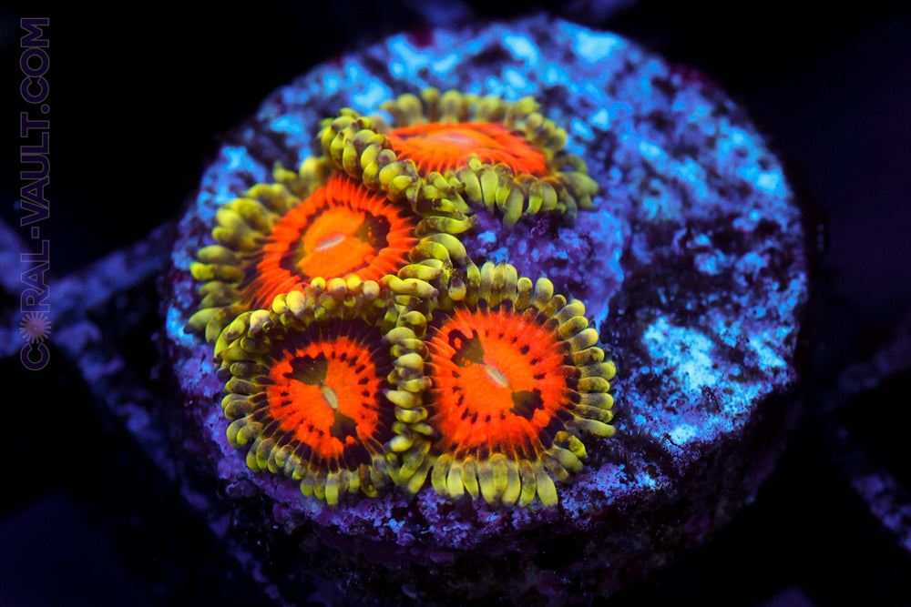 Rainbow Incinerator Zoa